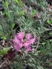 Melaleuca thymifolia