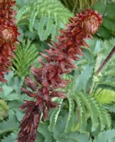 Melianthus major