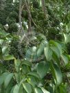 Melicope elleryana