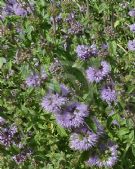 Mentha pulegium