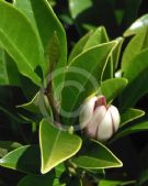 Magnolia figo