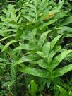 Microsorum scandens