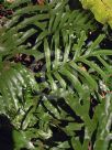 Microsorum scandens