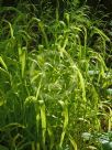 Milium effusum Aureum