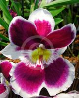 Miltoniopsis