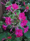 Mirabilis jalapa