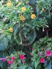Mirabilis jalapa