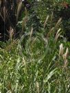 Miscanthus sinensis Zebrinus