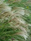 Miscanthus sinensis Gracillimus