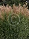 Miscanthus sinensis Gracillimus