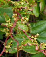 Muehlenbeckia adpressa