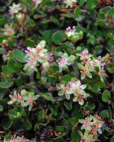 Muehlenbeckia axillaris