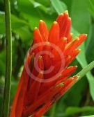 Musa coccinea