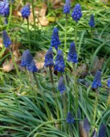 Muscari armeniacum