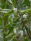 Myoporum montanum