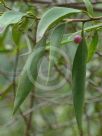 Myoporum montanum