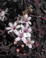 Myoporum parvifolium Purpureum