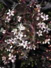 Myoporum parvifolium Purpureum