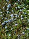 Myosotis scorpioides