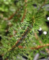 Myriophyllum variifolium