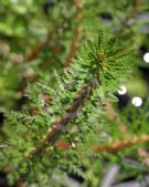 Myriophyllum variifolium