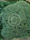 Myrsine africana
