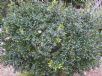 Myrtus communis