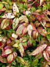 Nandina domestica Pygmaea