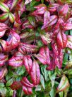 Nandina domestica Pygmaea