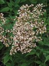 Nandina domestica