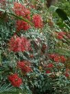 Nandina domestica