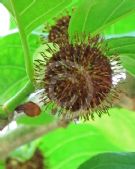 Nauclea orientalis