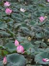 Nelumbo nucifera