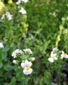 Nemesia caerulea