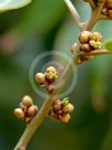 Neolitsea sericea