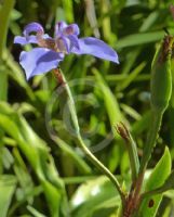 Trimezia coerulea