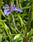 Trimezia coerulea