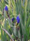 Trimezia coerulea