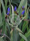 Trimezia coerulea