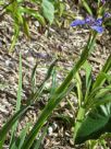 Trimezia coerulea