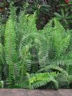 Nephrolepis cordifolia