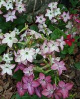 Nicotiana sanderae