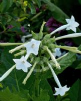 Nicotiana sylvestris