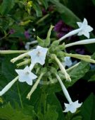 Nicotiana sylvestris