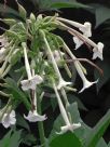 Nicotiana sylvestris