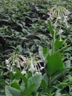 Nicotiana sylvestris