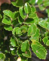 Nothofagus menziesii