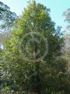 Nothofagus moorei