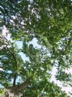 Nothofagus obliqua