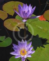 Nymphaea Tropical